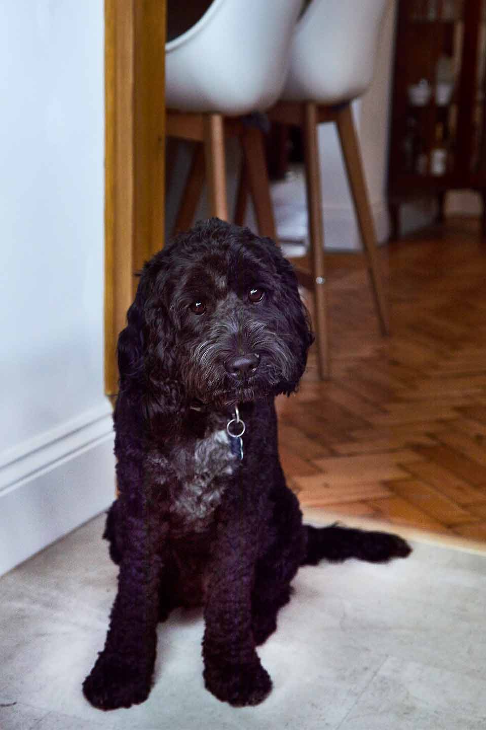 kitchen dog